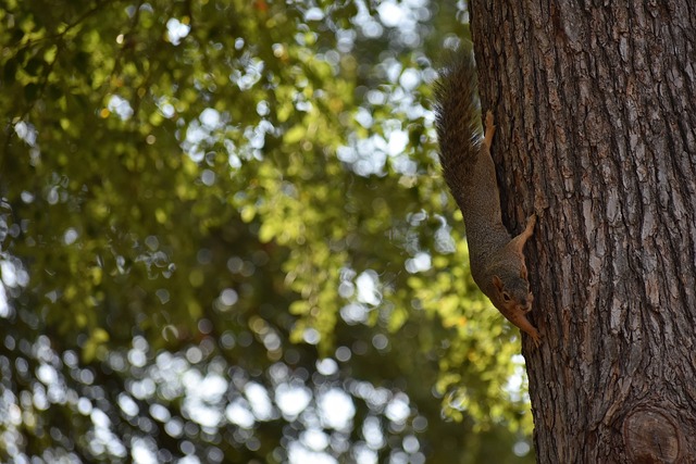展现实力的 展现实力的